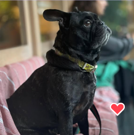 Dog 2